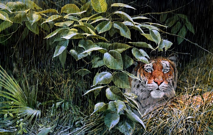 Tiger in the rain among leaves
