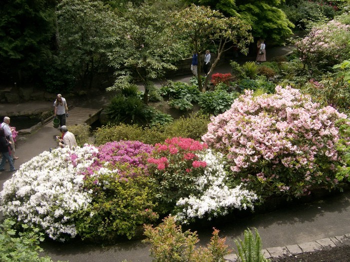 People walking in a park with blooming azaleas