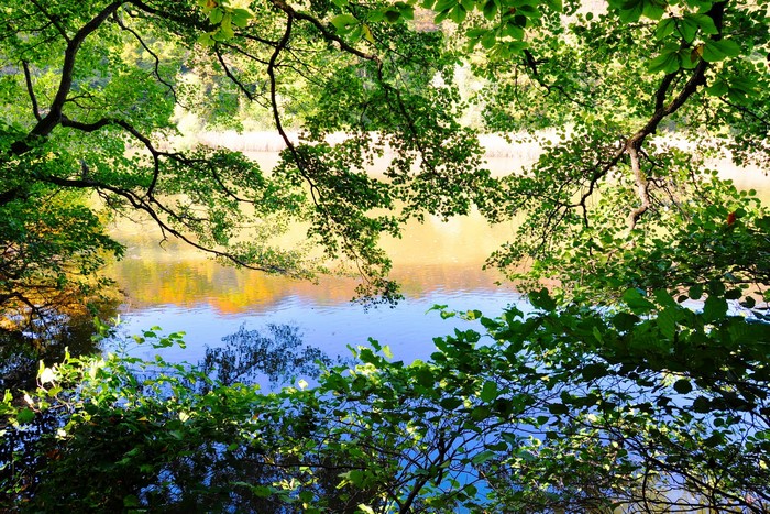 Trees framing a river with reflections