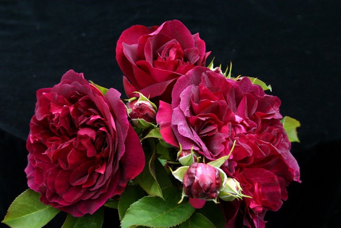 Deep Red Roses with Buds