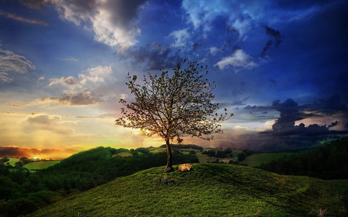 Lone tree on a hill at sunset