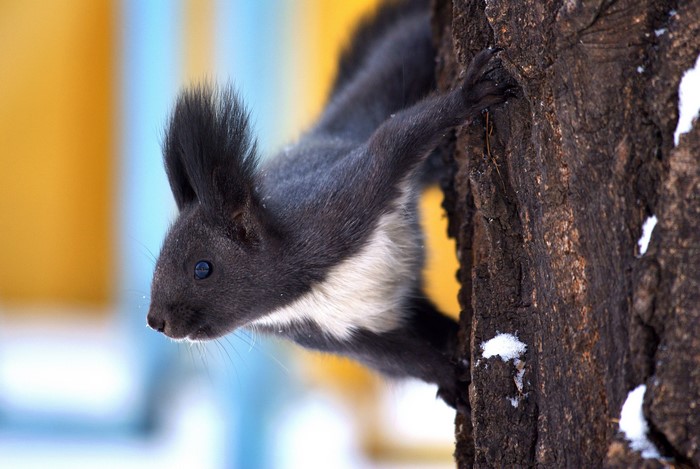 Black squirrel on a tree trunk