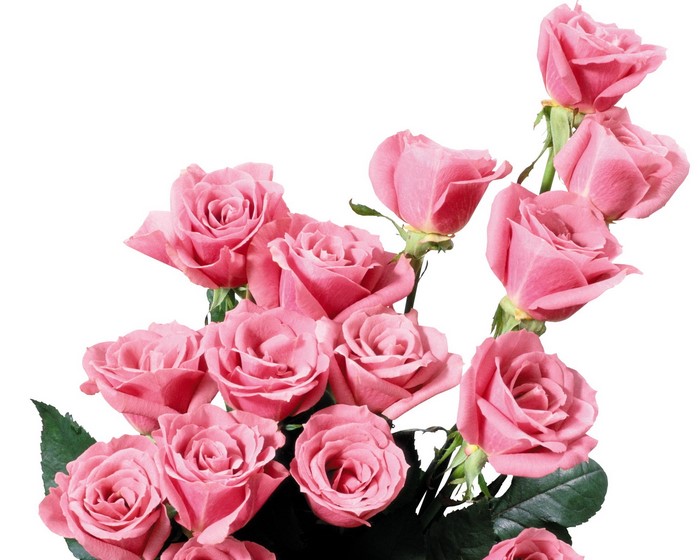 Pink roses arranged in a bouquet