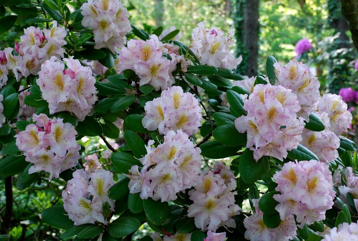 Pink and yellow Rhododendron flowers in a garden