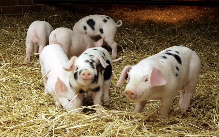 Several piglets in a barn with straw