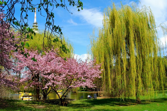 Park with cherry blossoms and weeping willow trees