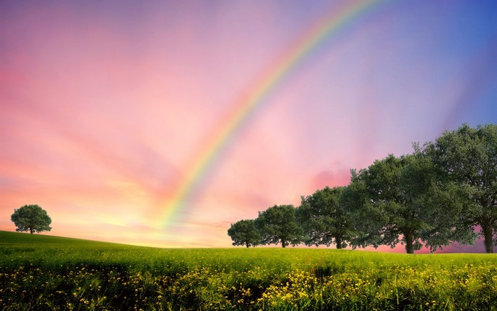 Rainbow over a grassy field with trees at sunset