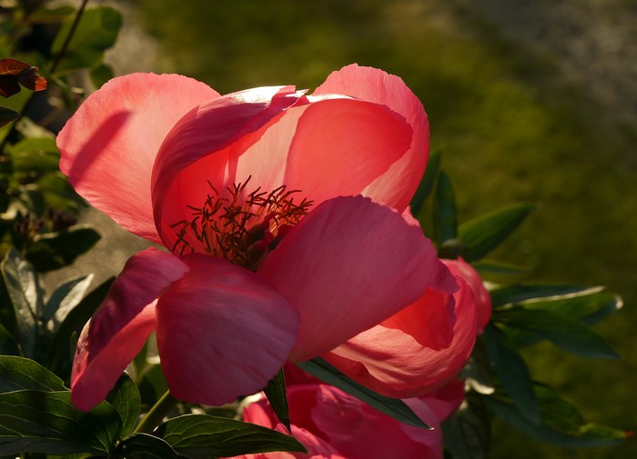 Close-up of a pink peony flower in sunlight