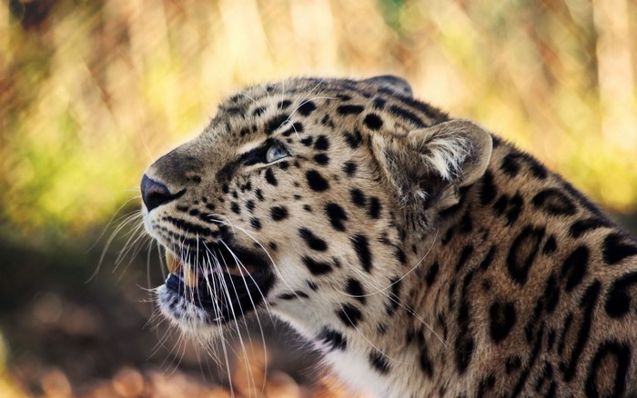 Leopard showing its teeth and eyes