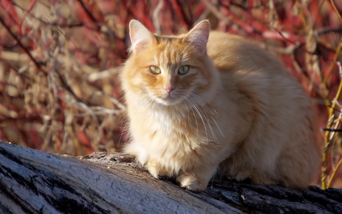 Orange tabby cat sitting on a log