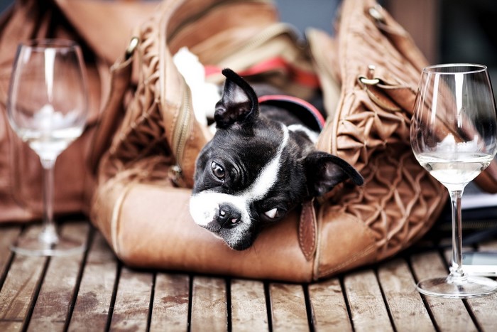 Boston Terrier puppy in a leather bag with wine glasses