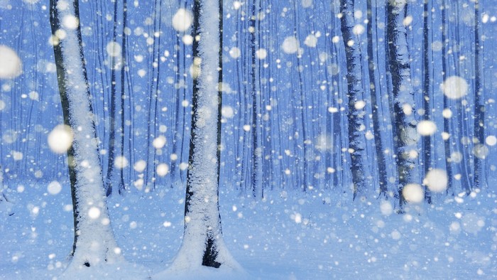 Snowfall in a Beech Forest in Nienhagen, Germany