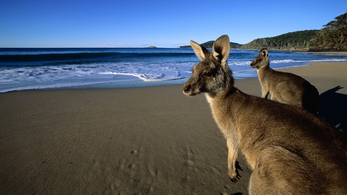 Two Eastern Grey Kangaroos on a Beach in Australia
