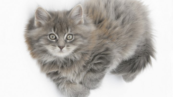 Fluffy grey kitten with green eyes