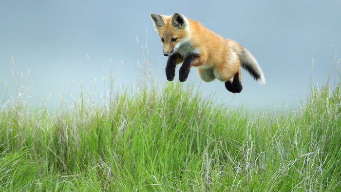 Red Fox Pup Leaping Over Grass in Saskatchewan