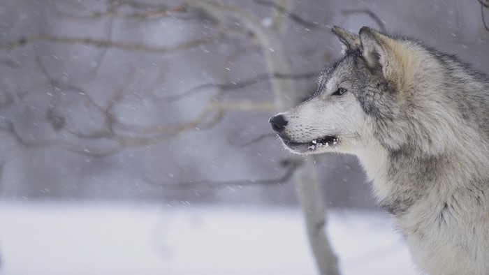 Gray Wolf in Snowy Forest