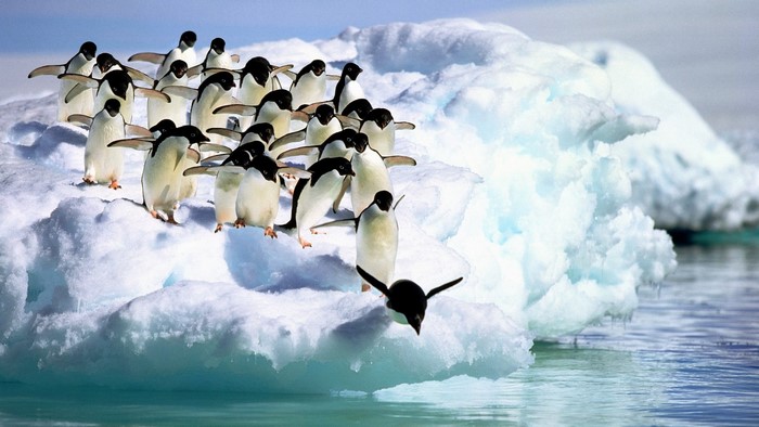 Adelie Penguins on Iceberg in Antarctica