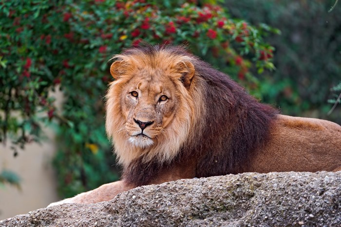 Lion resting on a rock