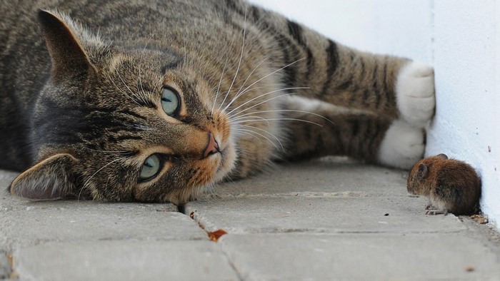 A cat plays with a mouse