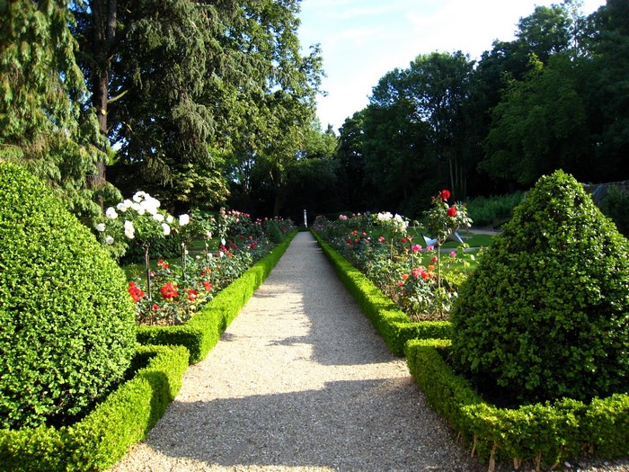 A formal garden path with rose bushes and manicured hedges
