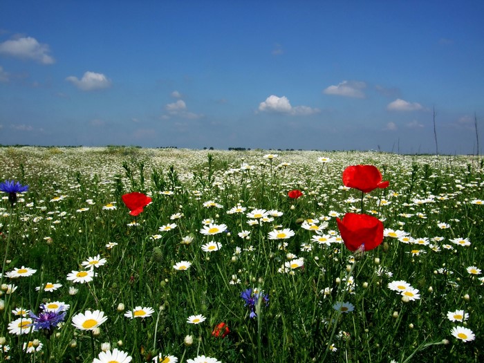 Field of wildflowers with poppies and daisies