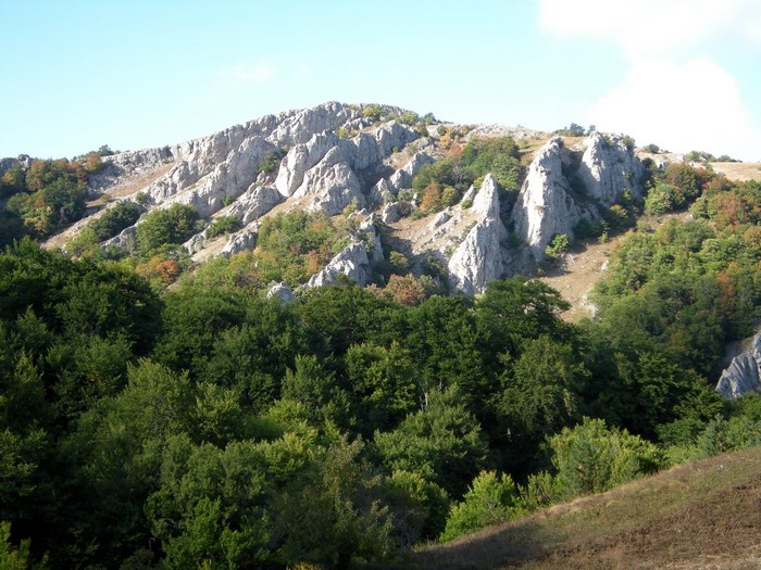 Rocky mountain slope with trees