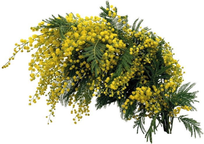 Silver wattle