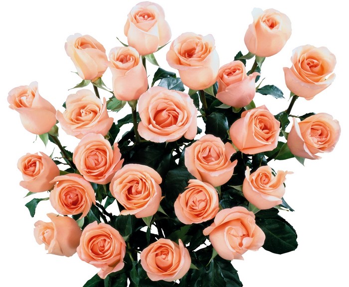 A bouquet of peach roses