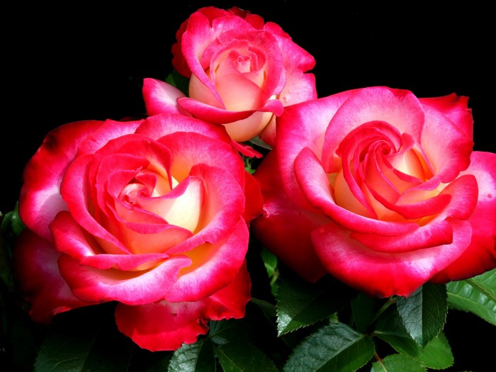 Close-up of three bicolor roses with dark background