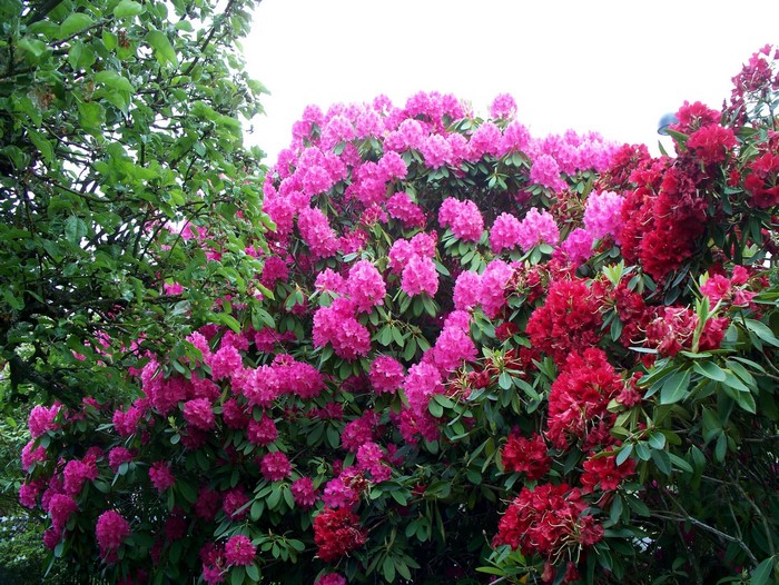 Pink and red rhododendrons with green leaves