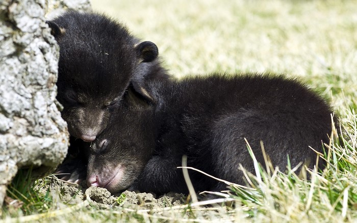 Two black bear cubs sleeping by a tree