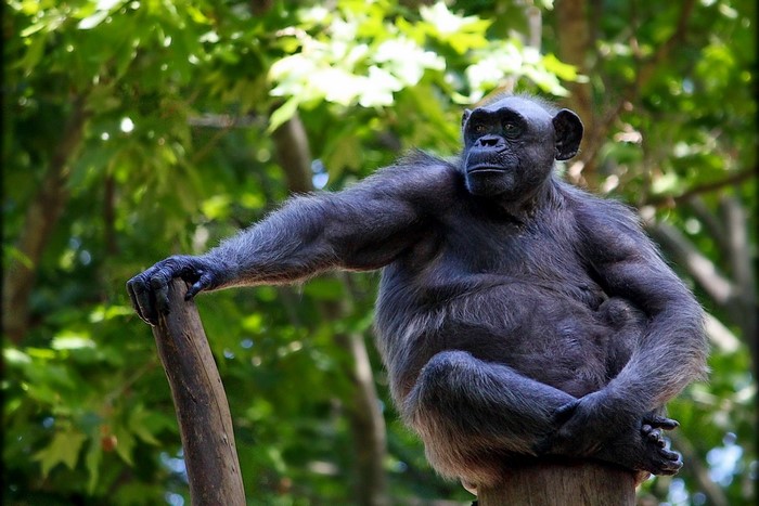 Chimpanzee sitting on a log in a forest