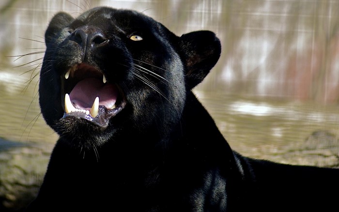 Black Panther yawning with sharp teeth visible