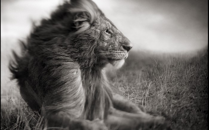Black and white portrait of a lion