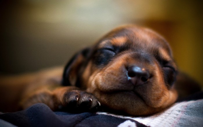 Dachshund puppy sleeping on a blanket