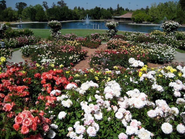 Rose garden with a pond and fountain