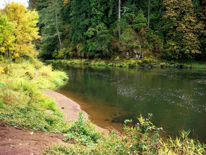 River flowing through a forest in autumn