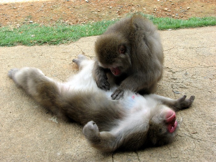 Two monkeys grooming each other on the ground