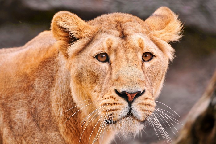 Lioness close-up portrait