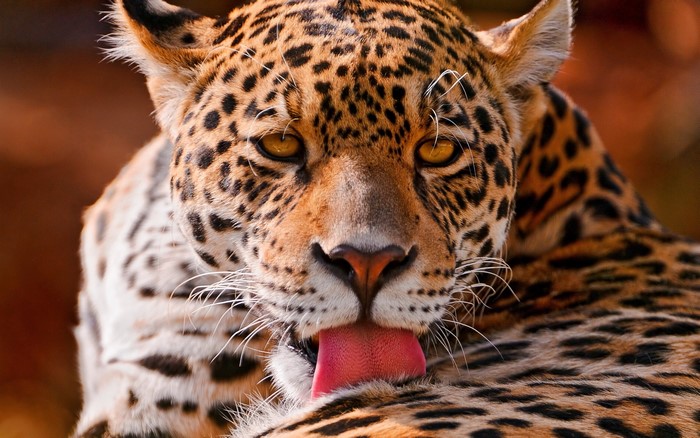 Close-up of a Jaguar licking its fur