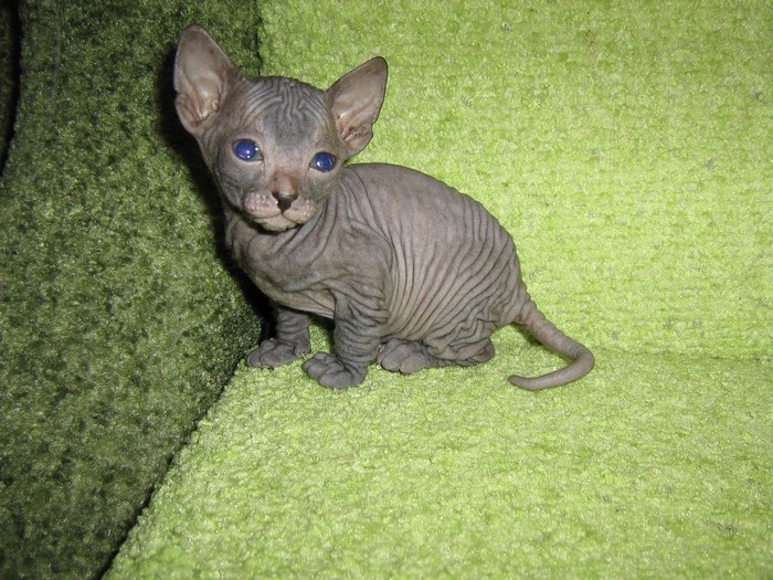 Sphynx kitten with blue eyes on green carpet