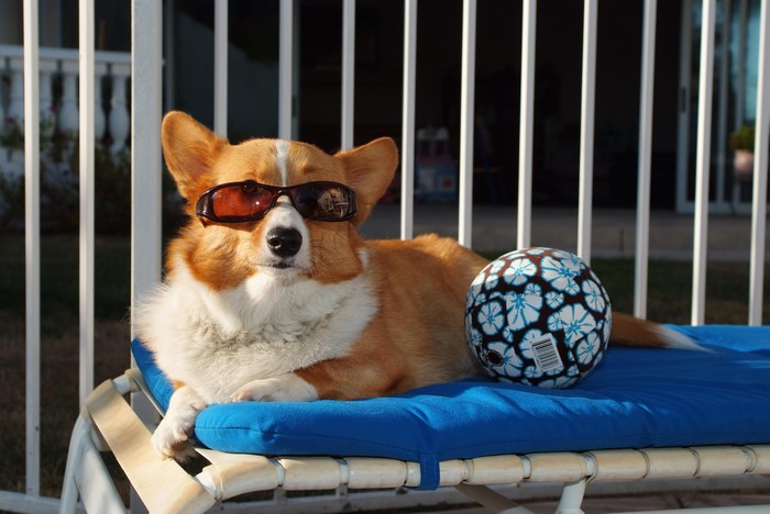 Welsh Corgi wearing sunglasses with a ball