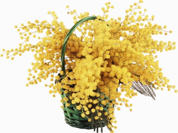 Basket of yellow mimosa flowers