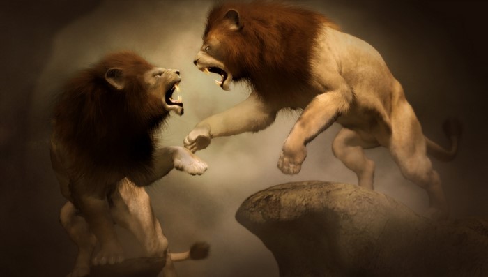 Two lions fighting on rocks