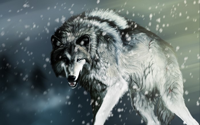 A wolf in the snow