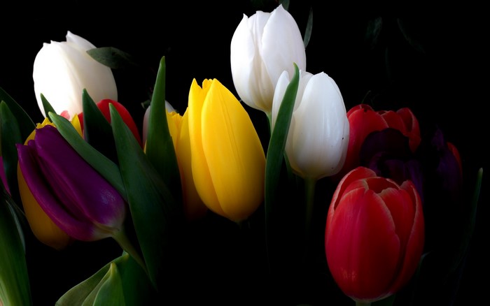 A bouquet of colorful tulips on a black background