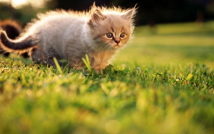 Fluffy kitten playing in the grass