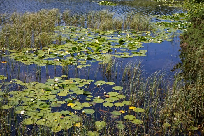 Lily pads and reeds in a lake