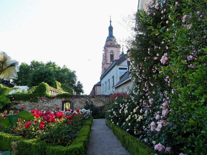 Rose garden with church tower in Eltville, Germany