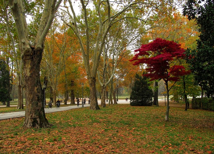 Autumn park with colorful trees and people cycling